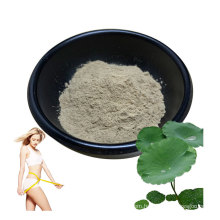 Natural Weight Loss Lotus Leaf Extract Powder 10% Nuciferine